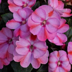 Sun Patiens